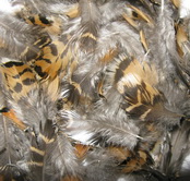 Capercailli hen feathers natural